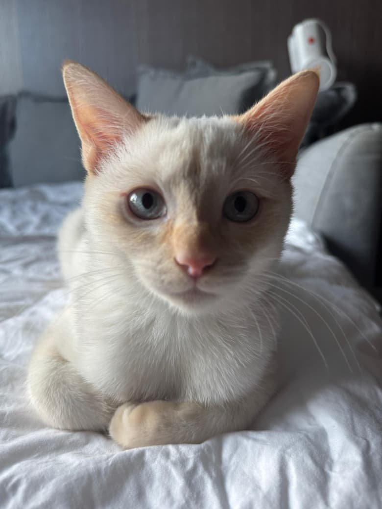 Pasha